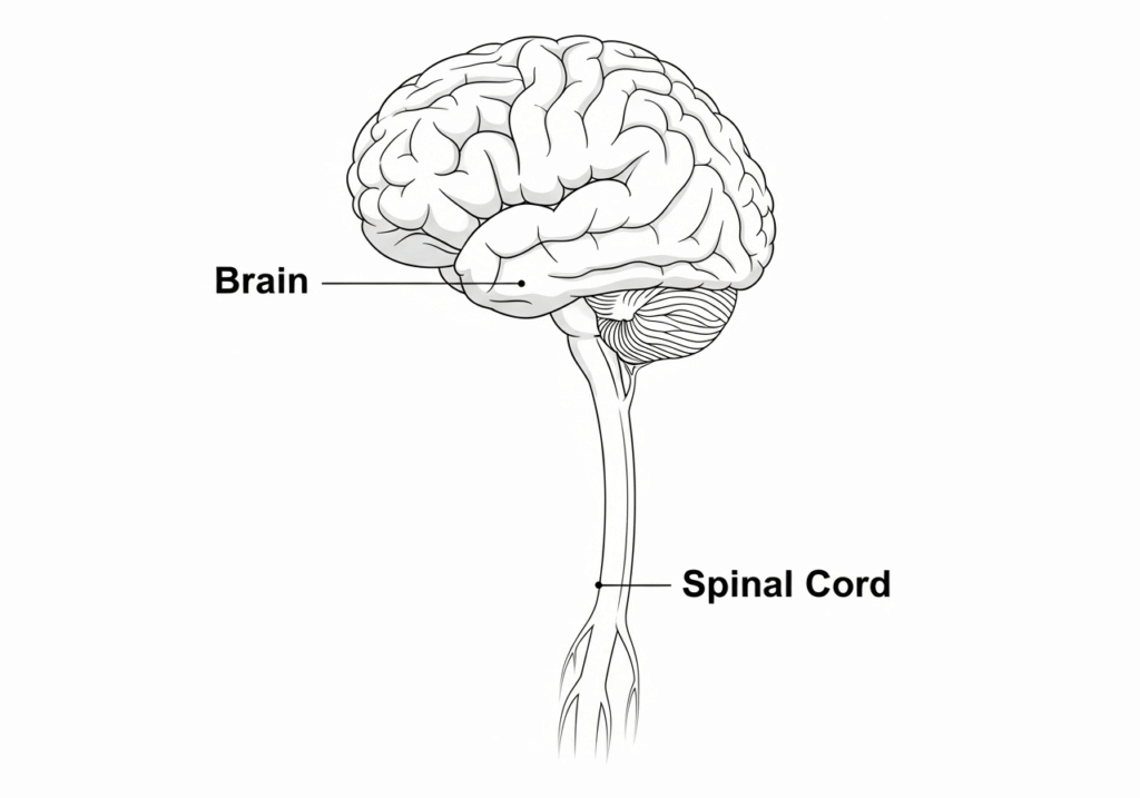 CNS