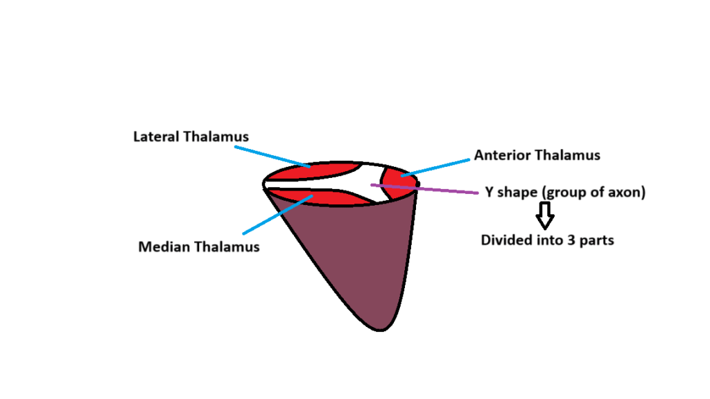 Thalamus