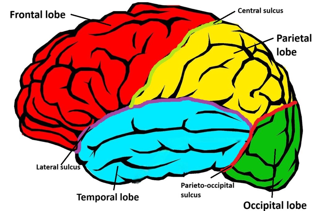 lobes of cerebrum