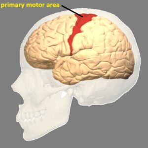 primary motor area